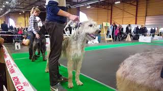 ИРЛАНДСКИЙ ВОЛКОДАВ. Выставка собак Победитель Риги ♦ IRISH WOLFHOUND. ZooExpo'17 FCI CACIB Dog Show