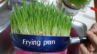 (Eng Sub) 보리새싹 키우기ㅣHow to grow wheatgrassㅣbarley sprouts