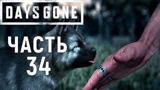Days gone|Жизнь после прохождение➤Часть 34➤Душа Бухаря.