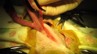 spaying a cat. стерилизация кошки 2064