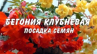 Как сажать бегонию клубневую ? из семян