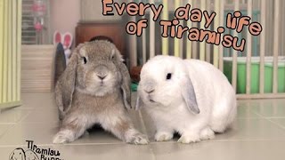 Tiramisu Bunny: Routine Activity of House Rabbit