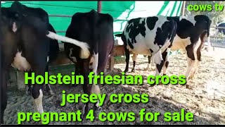Holstein Friesian jersey cross cows/ HF cross pregnant hiefers for sale,
