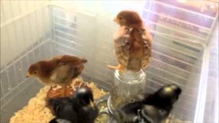 The Chicken Project Week 2 - Is she a barred rock hen, rooster or black link?