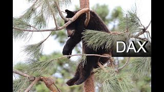 Dax Analyse