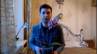 Мир орхидей (ФАЛЕНОПСИС) - мой опыт выращивания орхидей - покупка, уход, реанимация