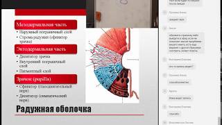 #7 Анатомия органа зрения. Лекция 31.01.2018