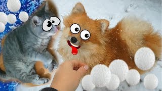 СНЕЖКИ для КОТА МАКСА. Зима глазами щенка Алисы и котенка. Снежный челлендж