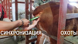ППОДГОТОВКА КОРОВ К ИСКУССТВЕННОМУ ОСЕМЕНЕНИЮ. КФХ Кирилловых