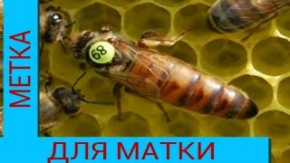 Мечу неплодную матку
