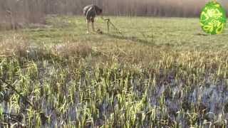 Кладоискатели (Пасхальный коп на хуторах)