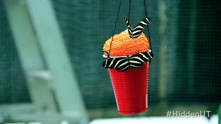 #HiddenUT: Butterflies of Brackenridge Field Laboratory