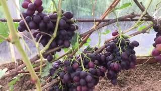 Виноград Аюта - мускатный аромат 2019г