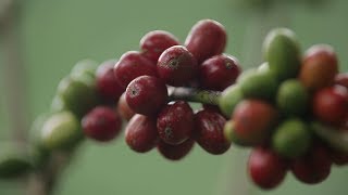 กาแฟเขาทะลุ กาแฟเพื่อชุมชน