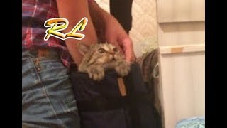 Как откосить от армии