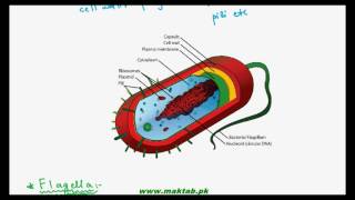 FSc Biology Book1, CH 6, LEC 3: Bacterial Cell Structure – Part1