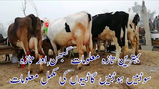 Information of gabhan janwar or taza sovy hovy in janwar mandi doli jhang 26 Dec 2019