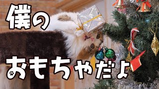 クリスマスツリーを片付けようとしたら必死の抵抗が可愛すぎました