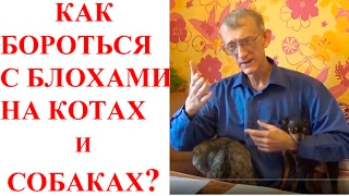 Как Бороться с Блохами на Котах и Собаках? Меры Борьбы с Блохами?
