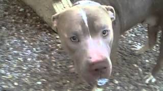 Austin found Tied to a fence, Had a penectomy now a hematoma removal 2 Blood transfusions