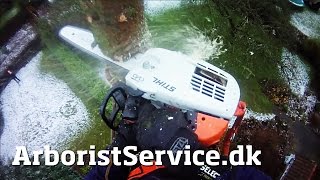 Winter tree topping - tree climbing - topkapning odense fyn