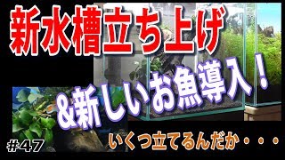 【新水槽・新熱帯魚導入】30cm流木水槽&アピストグラマ・アガシジィ(ペア)の導入！【水草水槽・熱帯魚(Planted aquarium/Tropical fish)】#47