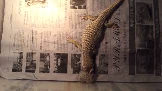 Savannah monitor hamster feeding 사바나 모니터 햄스터 피딩