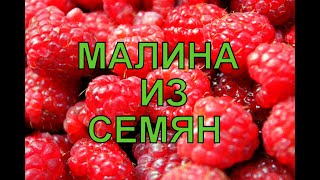 Семена малины. Низкозатратное размножение на даче.