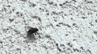 Extreme close-up of a fly rubbing its legs.