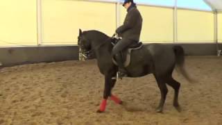 Конный спорт обучение. Обучение менке ног. Кизимов Михаил.