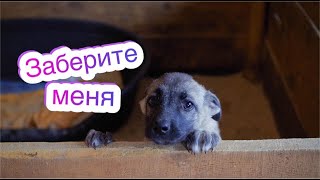 Приют «Сириус»: как живут БЕЗДОМНЫЕ собачки и коты