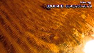 Как выглядят постельные, домашние клопы