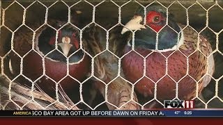 Pheasant release