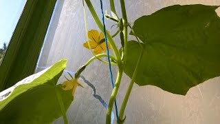 Обрезка пасынков на огурцах . Уход за кустиком.