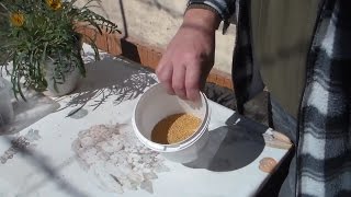 Сидеральные удобрения. Горчица.
