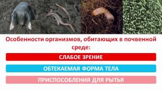Видеоурок по биологии "Среды жизни Планеты Земля"