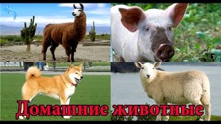 Домашние животные. Изучаем домашних животных. Звуки животных развивающее видео