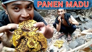 Survival Hunt : Menemukan sarang lebah saat mencari ular | kuliner alam | panen madu
