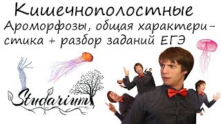 Кишечнополостные. Ароморфозы, строение кишечнополостных. Разбор заданий ЕГЭ по кишечнополостным.