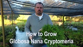 How to grow Globosa Nana Cryptomeria (Dwarf Japanese Cedar) with detailed description