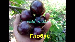 сорта алычи