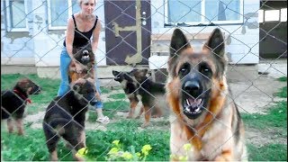 Гера и Афина охраняют щенков. Длинношерстные немецкие овчарки. German Shepherd guard puppies.