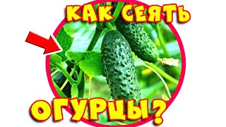Как Сажать Огурцы, Кабачки, Патиссоны и Тыквы? Способ Посева Семян в Открытый Грунт!