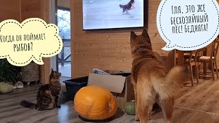 Как Пёс Кубик и кошка Морошка телевизор дома смотрели