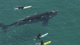 Giant whale lashes out at surfers in Sydney after they surround it