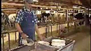 What Dairy Cows Eat Video