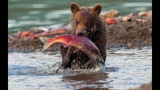 Медведь ловит рыбу