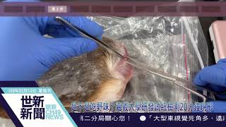 世新新聞 是不是吃野味？嘉義大學研發試紙檢測20分鐘現形