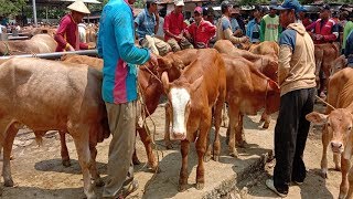 Musim Penghujan Harga Sapi Pedetan Jantan Turun 20% Pasar Sapi Wirosari Grobogan 15 Januari 2020