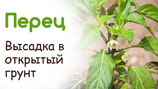 Рассада перец, посадка перца в открытый грунт